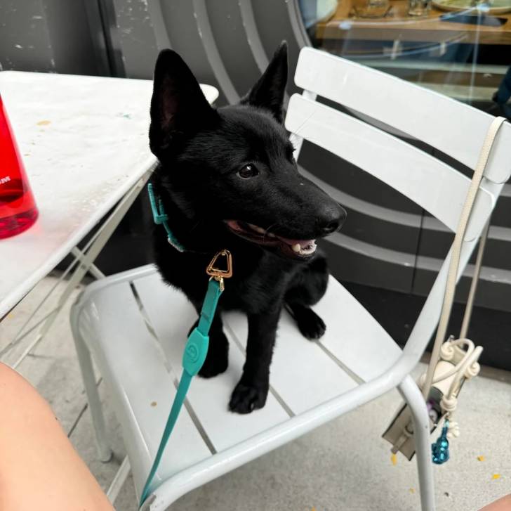 Un Schipperke assis sur une chaise et qui est tenu en laisse