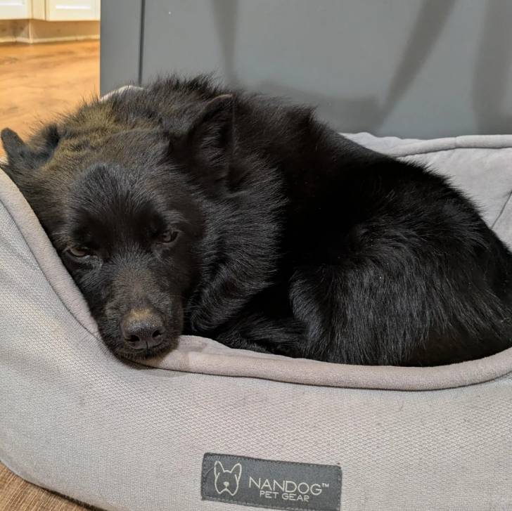 Un Schipperke allongé dans un panier et semblant détendu 