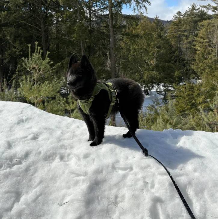 Un Schipperke sur une surface enneigée et qui est tenu en laisse 