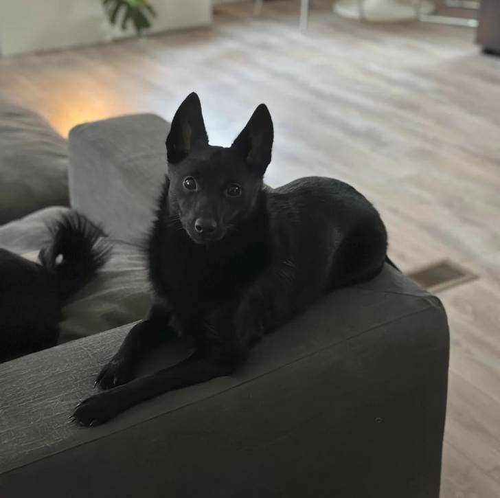 Un Schipperke allongé sur un canapé et regardant vers la caméra