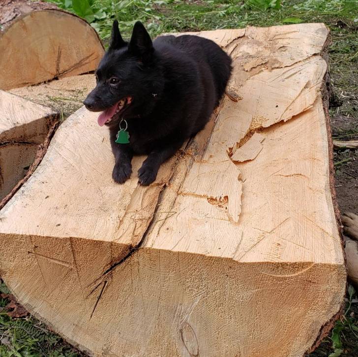 Un Schipperke portant un collier autour du cou et tirant la langue 