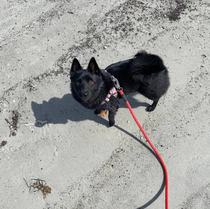 Un Schipperke sur une surface sableuse et qui est tenu en laisse 