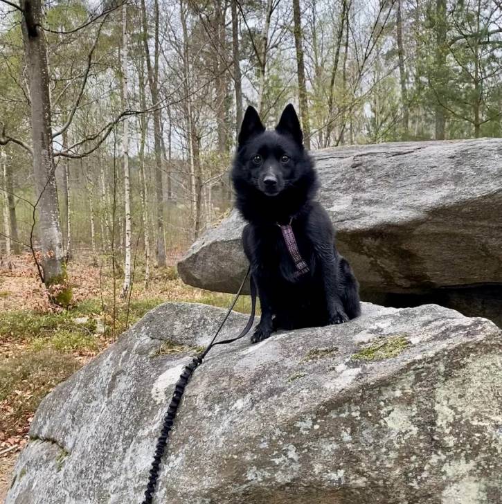Un Schipperke assis sur un rocher et qui est tenu en laisse 