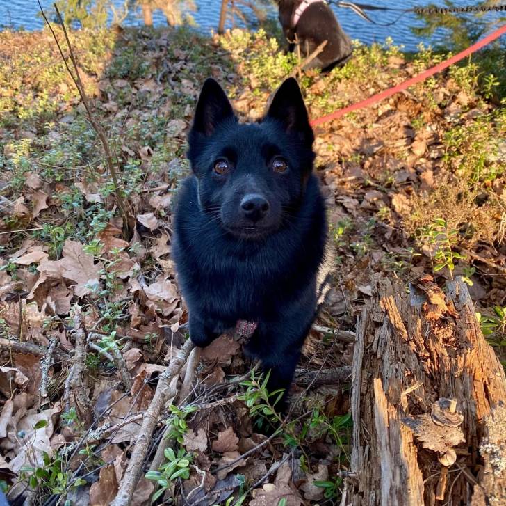Un Schipperke assis sur un sol jonchés de feuilles mortes 