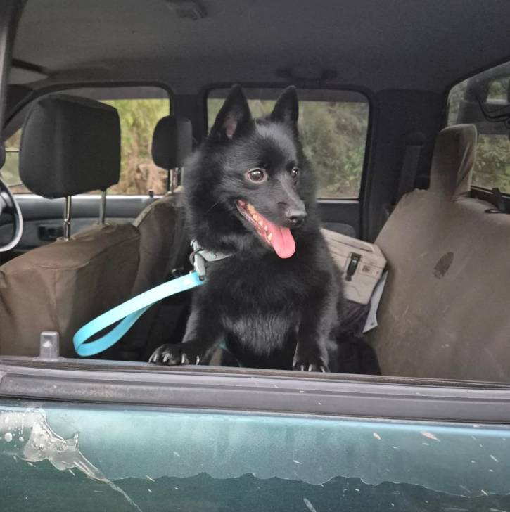Un Schipperke dans une voiture et tirant la langue 