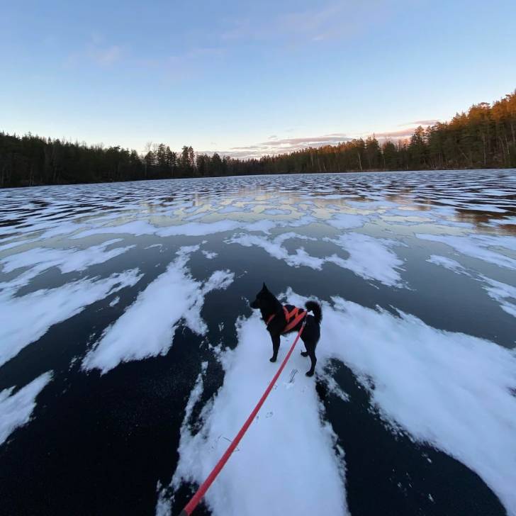 Un Schipperke sur un lac gelé et qui est tenu en laisse 