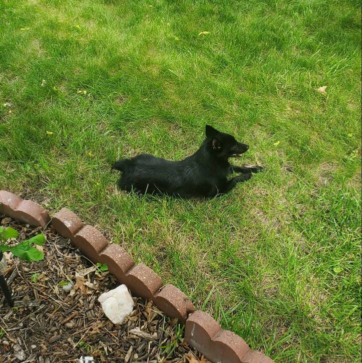 Un Schipperke allongé sur une surface gazonnée et semblant détendu 
