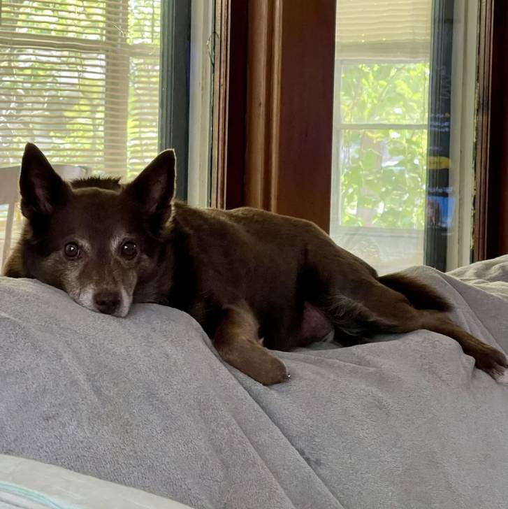 Un Schipperke allongé sur un canapé et regardant vers la caméra 