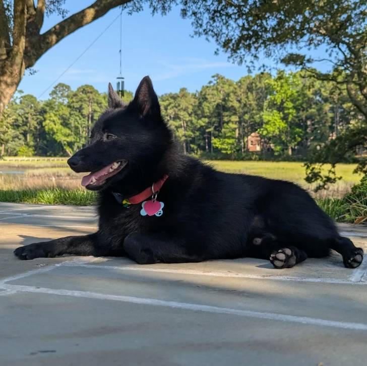 Un Schipperke allongé sur une surface bétonnée et portant un collier autour du cou