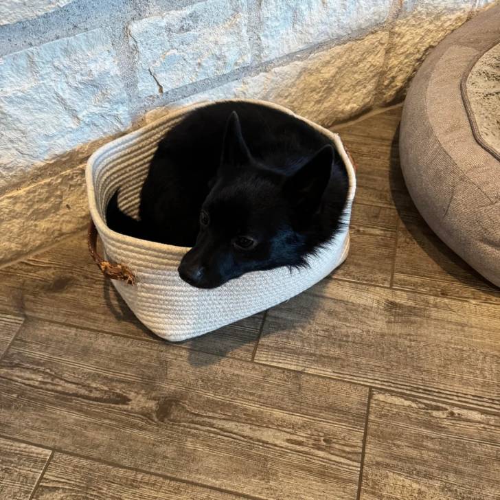 Un Schipperke allongé dans un panier 
