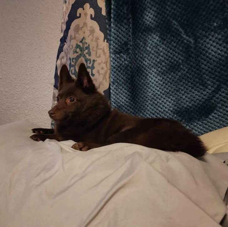 Un Schipperke allongé et semblant détendu 