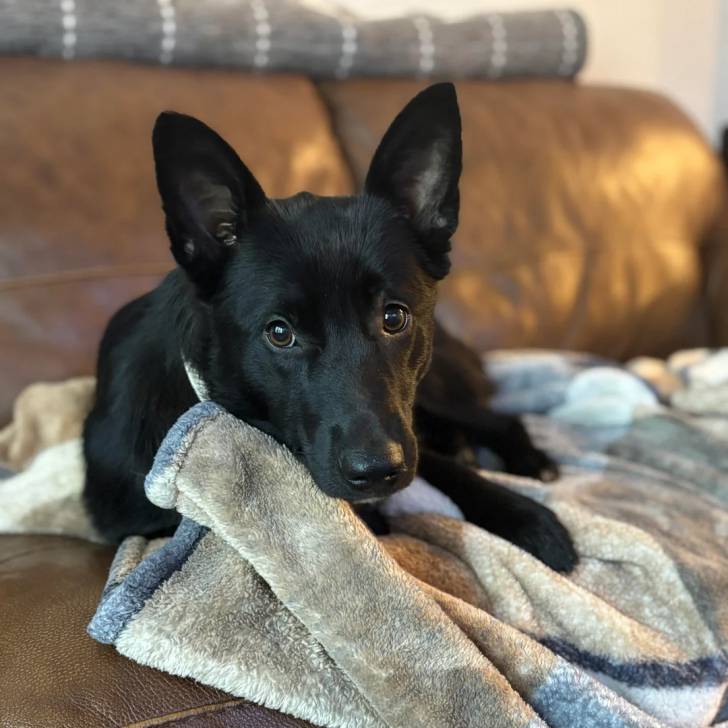 Un Schipperke allongé sur un canapé 