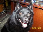 Shandy - Schipperke Mâle (12 ans)