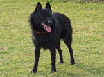 Schipperke - Schipperke