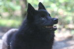 Un Schipperke noir dans une forêt