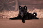 Photo Schipperke