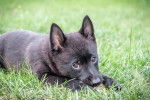 Photo Schipperke