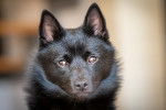 Photo Schipperke