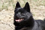 Photo Schipperke