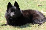 Photo Schipperke