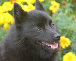 Photo Schipperke