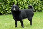 Photo Schipperke