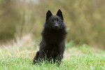 Photo Schipperke