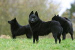 Photo Schipperke