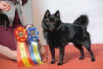 Photo Schipperke