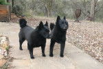 Photo Schipperke