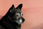 Photo Schipperke