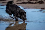 Un Shipperke joue avec l'eau de la mer
