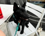 Un Schipperke assis sur une chaise et qui est tenu en laisse