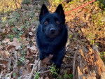 Un Schipperke assis sur un sol jonchés de feuilles mortes 