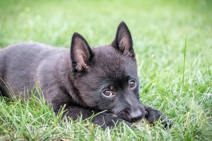 Photo Schipperke