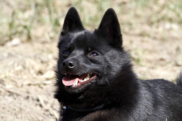 Photo Schipperke