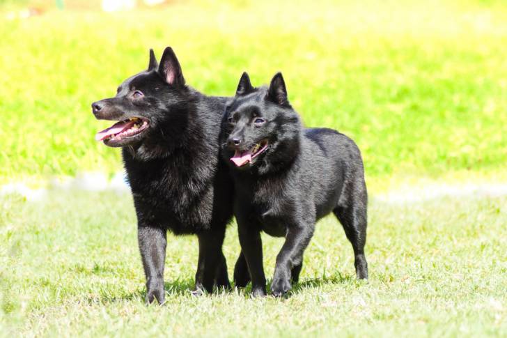 Photo Schipperke