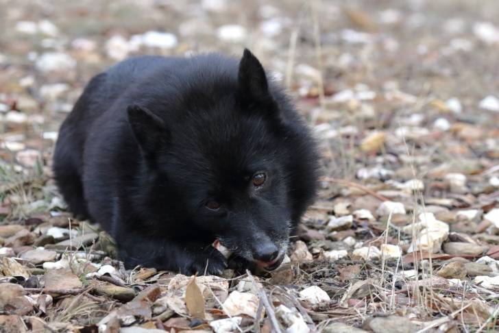 Photo Schipperke