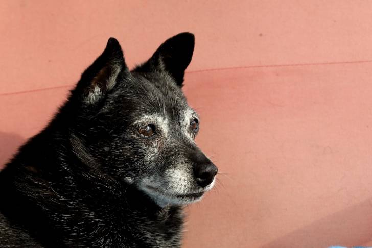 Photo Schipperke
