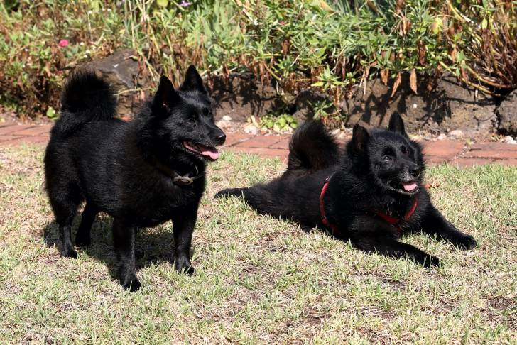Photo Schipperke