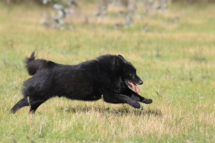 Photo Schipperke