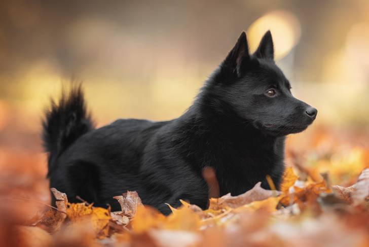 Un jeune Schipperke allongé dans les feuilles d'automne