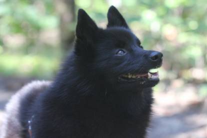 Un Schipperke noir dans une forêt