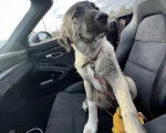 Un German Anatolian Shepherd assis sur le siège d'une voiture et qui est tenu en laisse  