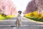 Un German Anatolian Shepherd assis sur une route 