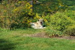 Un German Anatolian Shepherd allongé sur un terrain herbeux 