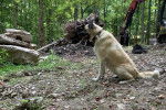 Un German Anatolian Shepherd assis sur un terrain herbeux et portant un collier autour du cou