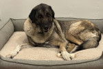 Un German Anatolian Shepherd allongé dans un panier 