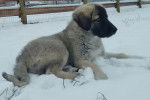 Un German Anatolian Shepherd allongé sur une surface enneigée 
