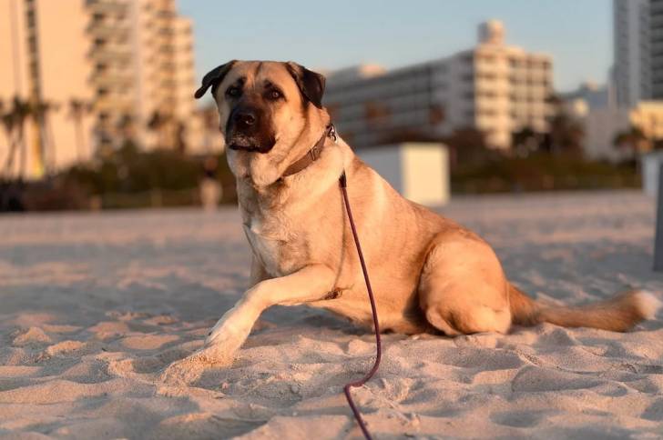 Un German Anatolian Shepherd assis sur une surface sableuse et qui est tenu en laisse 